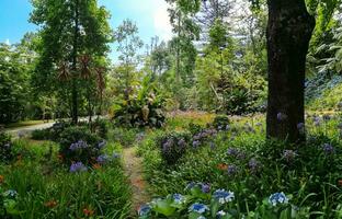 terra nostra parkera i de azorerna är en stor botanisk trädgård med en enorm mängd av växter och träd och med sjöar, strömmar och en slå samman av vulkanisk ursprung. foto