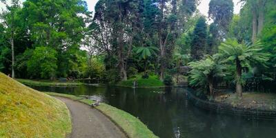 terra nostra parkera i de azorerna är en stor botanisk trädgård med en enorm mängd av växter och träd och med sjöar, strömmar och en slå samman av vulkanisk ursprung. foto