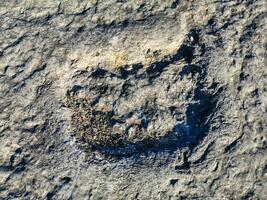 naturlig monument av fossil dinosaurie fotspår i serra d 'aire i pedreira do galinha, i portugal. en pedagogisk krets var skapas på de webbplats, var besökare kan ser och Rör de fotspår foto