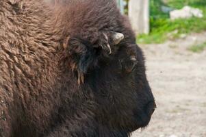 stor bison i en natur boka i kanada foto