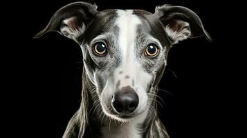 realistisk porträtt av whippet hund. ai genererad foto