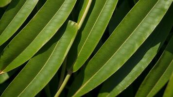 närbild natur ser av tropisk grön monstera blad etablering. nivå lägga, utvecklats etablering standard begrepp. ai genererad foto