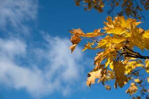 orange gul höst löv på himmel bakgrund. falla säsong, oktober, november tid foto
