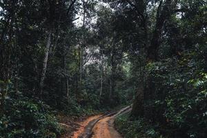 grusväg in i skogen under den tropiska regnperioden foto