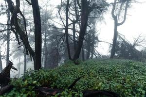 träd och ormbunkar i skogen med regnig dag foto