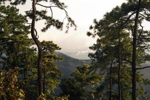 träd och ormbunkar i skogen med regnig dag foto