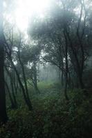 skog i den dimmiga regniga dagen, ormbunkar och träd foto