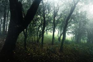 skog i den dimmiga regniga dagen, ormbunkar och träd foto