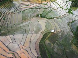 risfält i början av odlingen