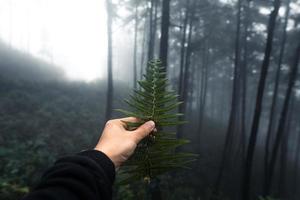 skog i den dimmiga regniga dagen, ormbunkar och träd foto