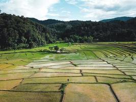 risfält i början av odlingen