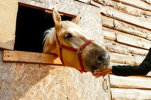 en flicka matar en häst stående med en bås med äpplen , kärlek för djur. foto