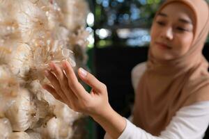 ung asiatisk muslim kvinna forskare forskning arbete på svamp fabrik, samlar mogna svamp i svamp hus för laboratorium experiment. foto