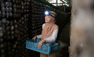 porträtt av en ung asiatisk muslim kvinna arbetssätt på en svamp fabrik, plockning mogna av svamp i svamp hus. foto