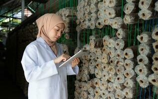 ung asiatisk muslim kvinna forskare forskning arbete på svamp fabrik, samlar mogna svamp i svamp hus för laboratorium experiment. foto