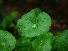 vatten droppar på en grön blad, stor skön droppar av transparent regn vatten på en grön blad makro, droppar av dagg i de morgon- glöd i de Sol, skön blad textur i natur, naturlig bakgrund foto