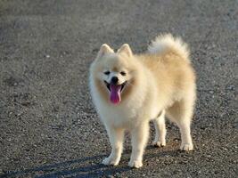 hund i de parkera, en söt vit pomeranian spets, leende hund, vit skrattande hund foto