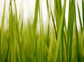 grön vete fält, mogen ris fält, skön gyllene ris fält och öra av ris, mogna ris fält på gårdar, ris i en irländare fält, oskärpa irländare ris fält i de morgon- bakgrund foto