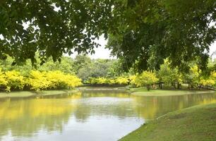 skön träd och sjö i en bangkok parkera, thailand foto