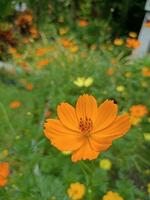 orange daisy blomning i en trädgård i Bangkok, thailand foto