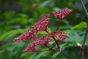 röd nål blomma, små kronblad i de trädgård, Bangkok, thailand foto