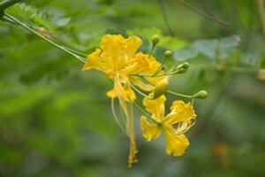 påfågel blomma blomning i de trädgård av Bangkok, thailand foto