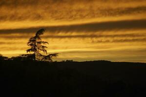 gyllene timme ensamhet. träd silhuett mot solnedgång himmel med moln foto