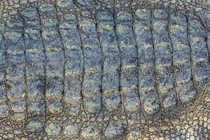 krokodil hud textur bakgrund foto