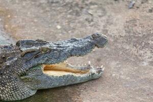 huvud av krokodil foto