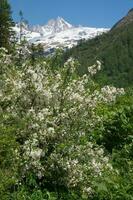 landskap av de franska alps foto