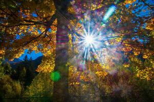 de Sol lyser genom de löv av en träd foto