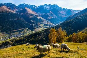 paysage des alpes suisse sv automne foto