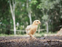 en liten kyckling i trädgård foto
