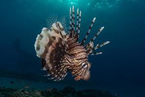 lionfish i Röda havet färgglada fiskar, eilat israel foto