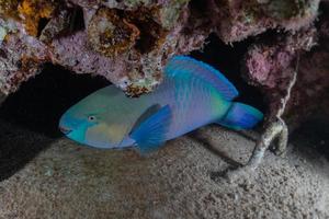 fiskar simmar i Röda havet, färgglada fiskar, Eilat Israel foto