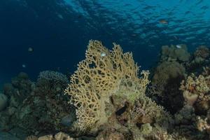 korallrev och vattenväxter i Röda havet, eilat israel