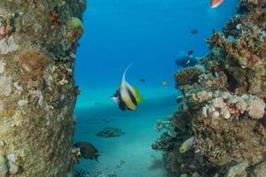 fiskar simmar i Röda havet, färgglada fiskar, Eilat Israel foto