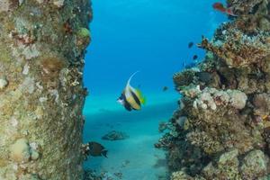 fiskar simmar i Röda havet, färgglada fiskar, Eilat Israel foto