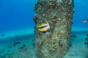 fiskar simmar i Röda havet, färgglada fiskar, Eilat Israel foto