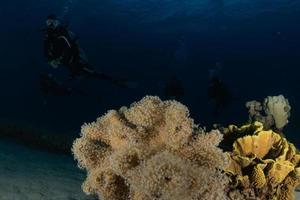 korallrev och vattenväxter i Röda havet, eilat israel foto