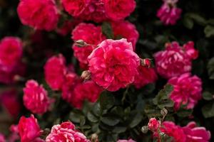blomstrande rosa rosbuske, full blom i trädgården