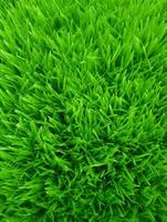 ai generativ grön gräs bakgrund och textur foto