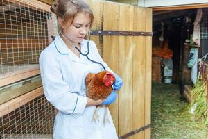 Lycklig ung veterinär kvinna med stetoskop innehav och granskning kyckling på ranch bakgrund. höna i veterinär händer för kolla upp upp i naturlig eco odla. djur- vård och ekologisk jordbruk begrepp. foto