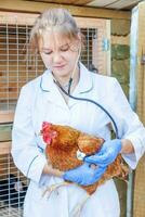 Lycklig ung veterinär kvinna med stetoskop innehav och granskning kyckling på ranch bakgrund. höna i veterinär händer för kolla upp upp i naturlig eco odla. djur- vård och ekologisk jordbruk begrepp. foto