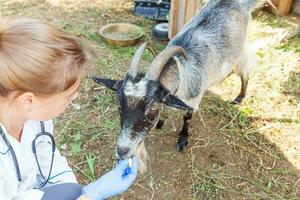 ung veterinär kvinna med stetoskop håller och undersöker get på ranch bakgrund. ung get med veterinärhänder för kontroll i naturlig ekogård. djurvård och ekologiskt jordbruk koncept. foto