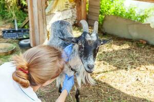 ung veterinär kvinna med stetoskop håller och undersöker get på ranch bakgrund. ung get med veterinärhänder för kontroll i naturlig ekogård. djurvård och ekologiskt jordbruk koncept. foto