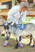 ung veterinär kvinna med stetoskop håller och undersöker get på ranch bakgrund. ung get med veterinärhänder för kontroll i naturlig ekogård. djurvård och ekologiskt jordbruk koncept. foto