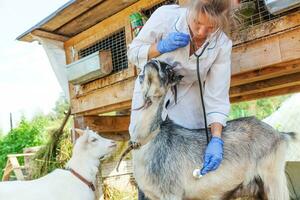 ung veterinär kvinna med stetoskop håller och undersöker get på ranch bakgrund. ung get med veterinärhänder för kontroll i naturlig ekogård. djurvård och ekologiskt jordbruk koncept. foto