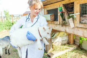 veterinär kvinna med stetoskop innehav och granskning get unge på ranch bakgrund. ung getling med veterinär händer för kolla upp upp i naturlig eco odla. djur- vård och ekologisk jordbruk begrepp. foto