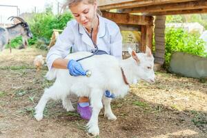 veterinär kvinna med stetoskop innehav och granskning get unge på ranch bakgrund. ung getling med veterinär händer för kolla upp upp i naturlig eco odla. djur- vård och ekologisk jordbruk begrepp. foto